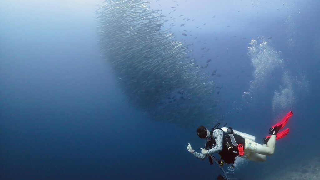 A diver finning up to a swirling tornado of barracuda at The Channel, Maratua