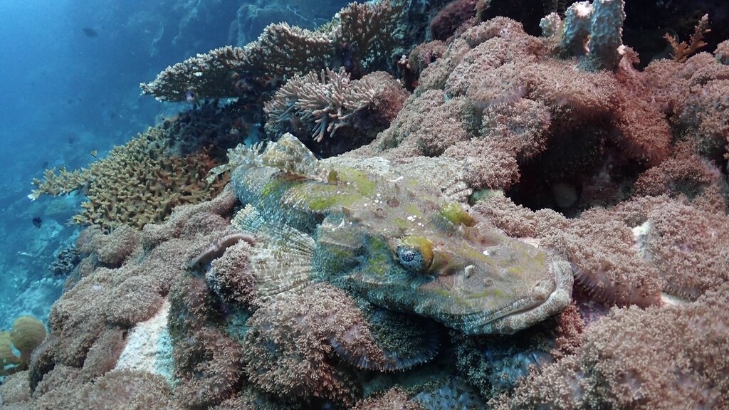 A crocodilefish camouflaged on the reef at Maratua