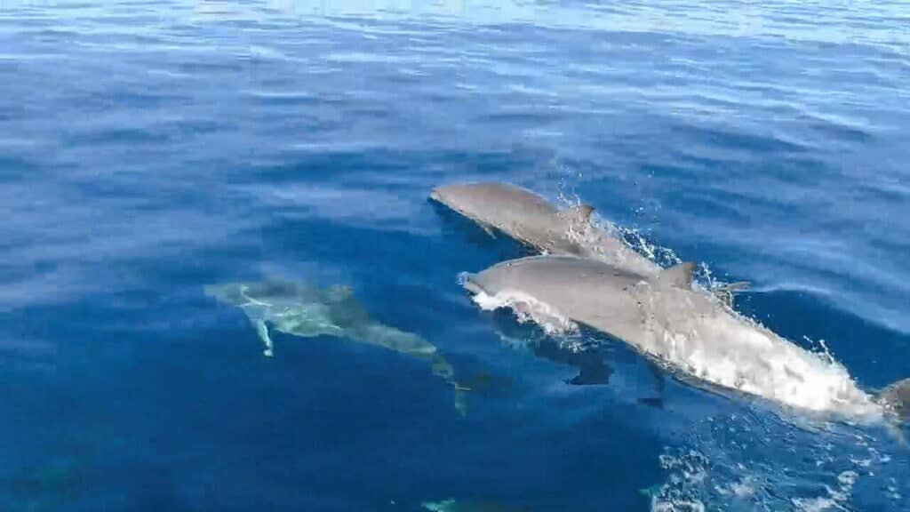 Dolphins surfacing beside the dive boat at Coral Mountain Bay, Maratua