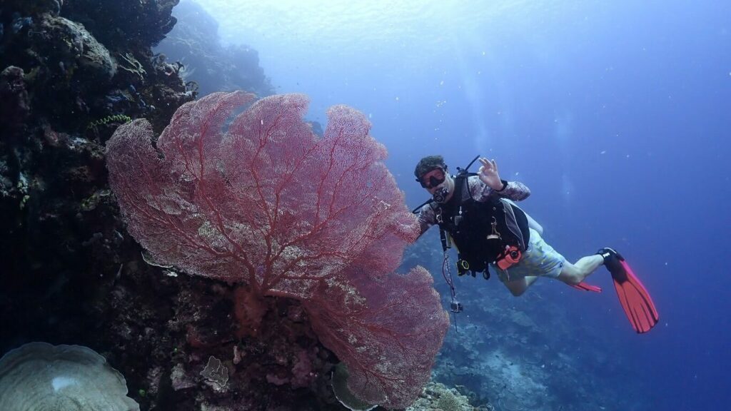 A diver beside a giant red gorgonian sea fan at Gorgonzola, Maratua