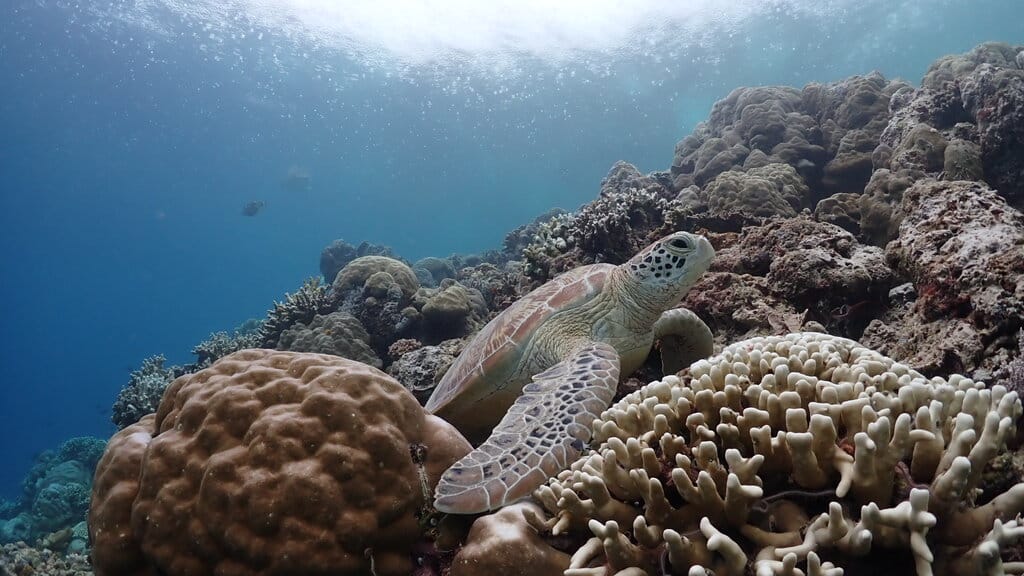 A green sea turtle on the coral reef at Turtle Traffic, Maratua