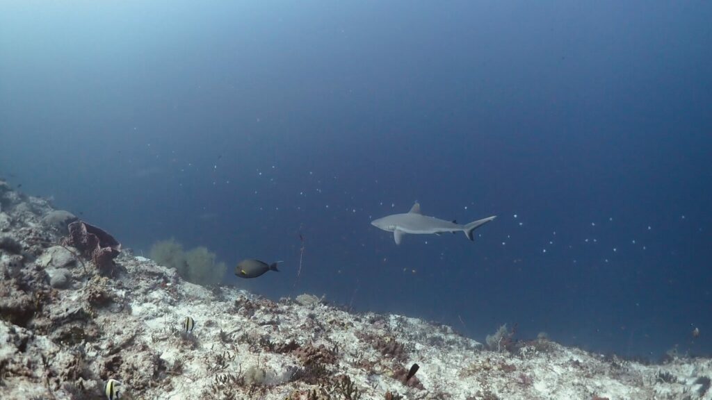 A grey reef shark cruising over the reef at The Channel, Maratua