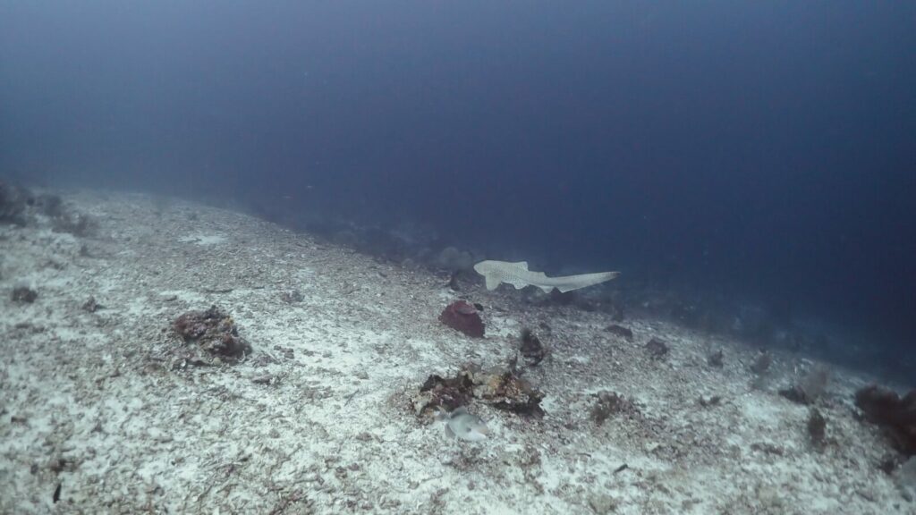 A leopard shark on the sand at Banner Fish Country, Maratua