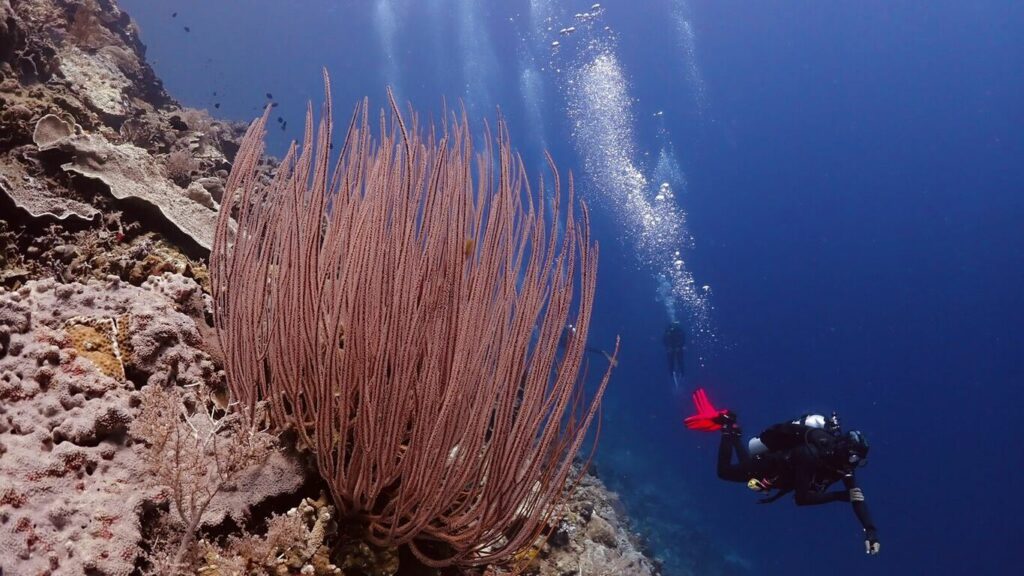 A diver beside red whip corals on a Maratua wall