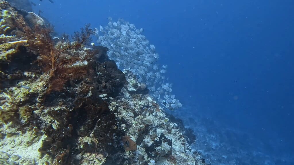 A school of batfish along the reef wall at Maratua