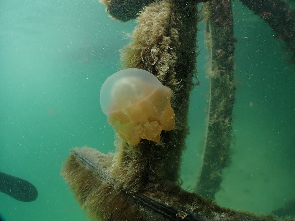 A stingless jellyfish in the landlocked lake on Kakaban Island, near Maratua