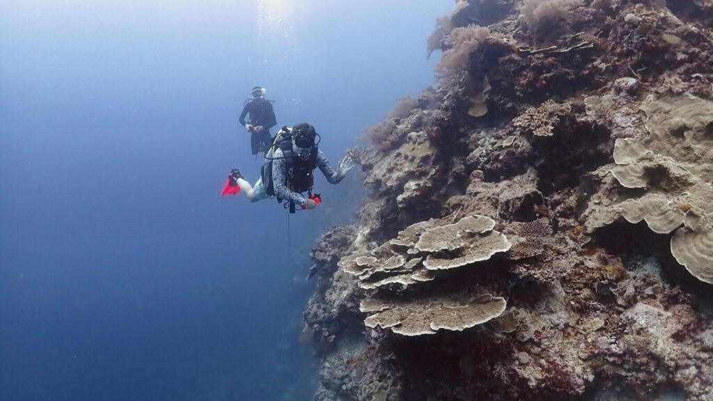 A diver descending a coral wall at Tong Sekean Kecil, Maratua