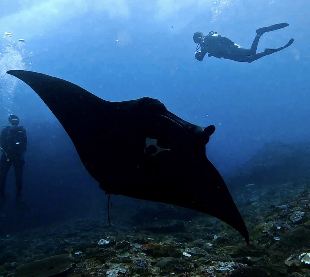 Mergulhadores com uma raia-manta de recife no Manta Point, Nusa Penida, Bali