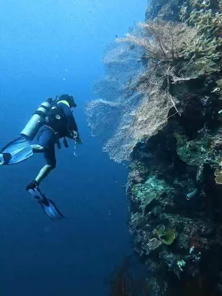 O paredão vertical de coral da ilha de Menjangan, Parque Nacional do Oeste de Bali, Bali