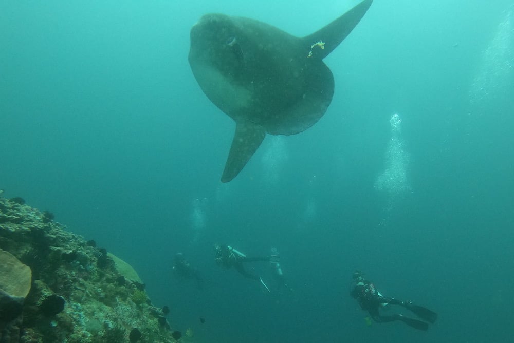 Peixe-lua mola mola em Gili Tepekong, Padang Bai, Bali