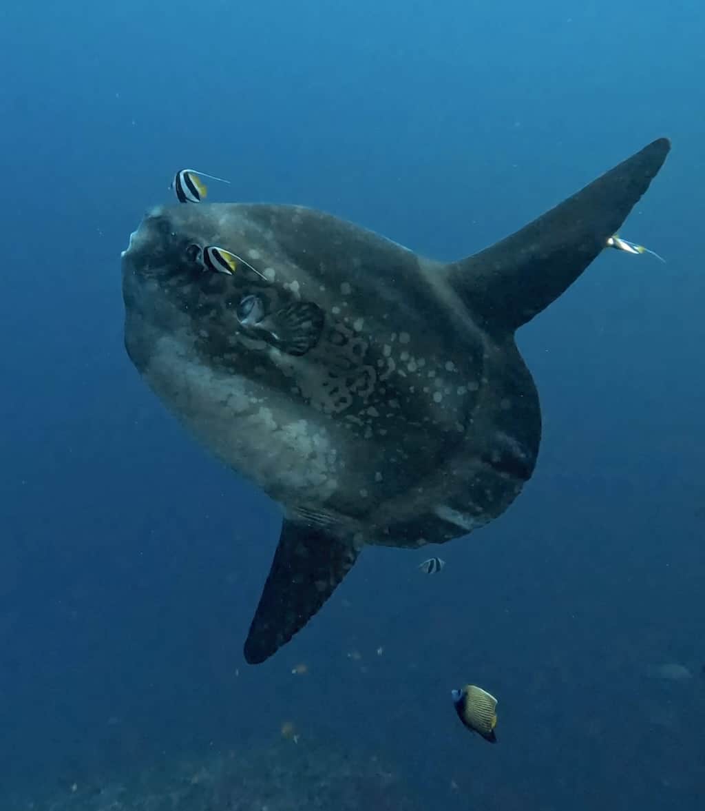 Peixe-lua de cabeça protuberante Mola alexandrini numa estação de limpeza, Crystal Bay, Nusa Penida, Bali