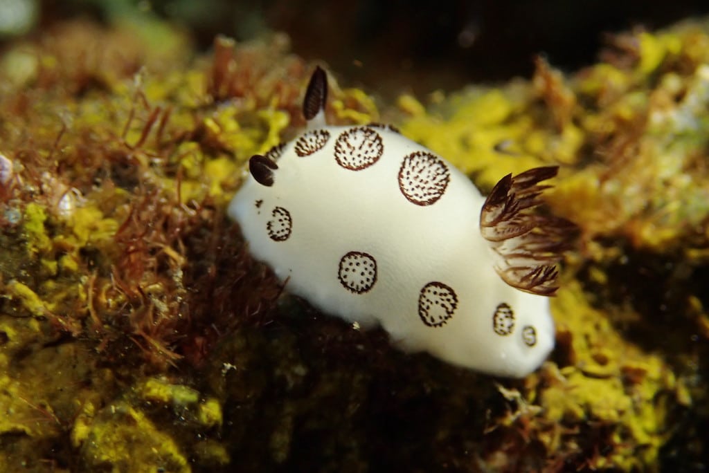 Nudibrânquio Jorunna fotografado durante um mergulho em Bali