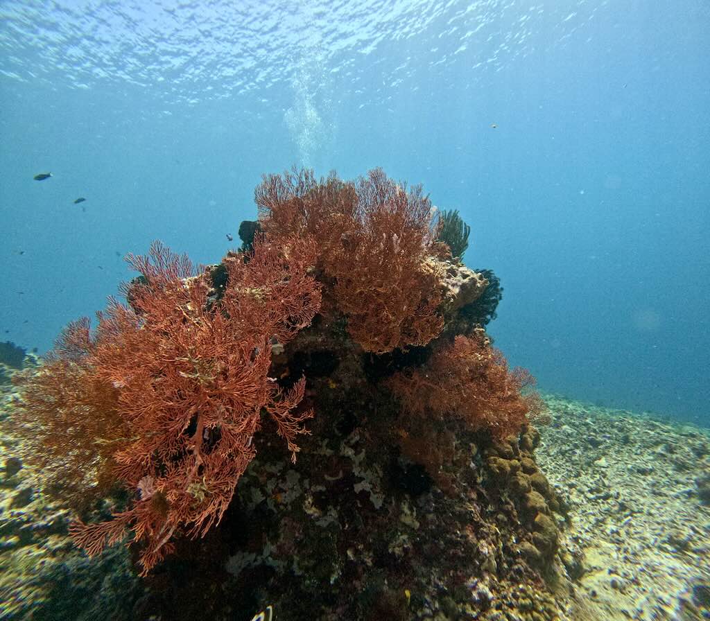ギリ・トラワンガンのDeep Turbo、砂地からせり上がる赤いヤギ(ゴルゴニア)に覆われたサンゴの根