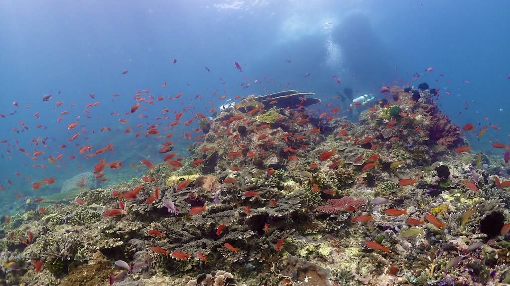 Reef and clouds of anthias at Gili Tepekong dive site, Padang Bai, Bali