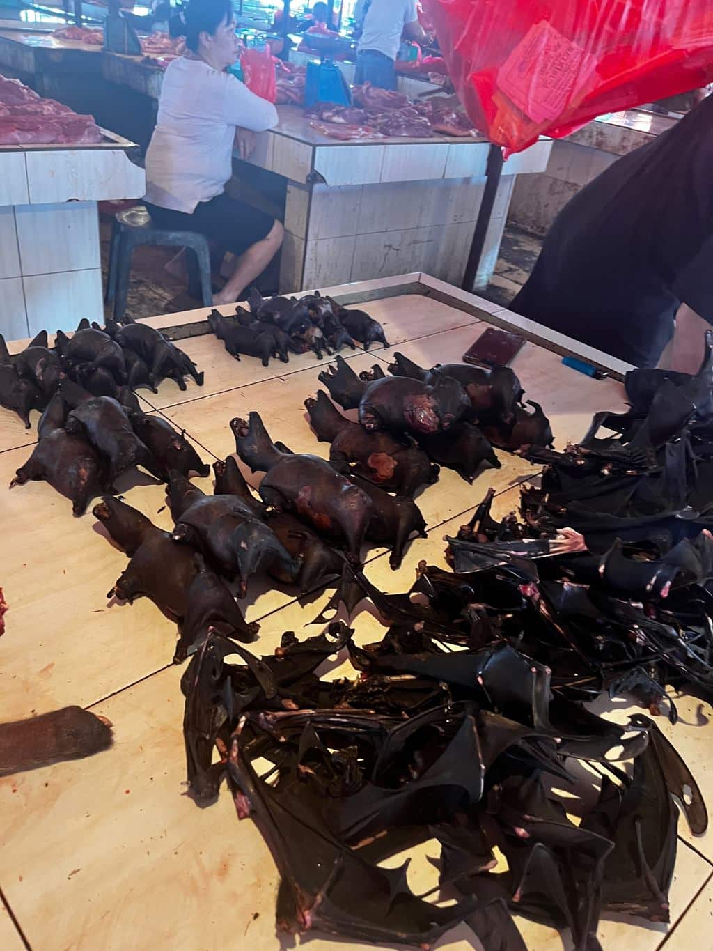 Pipistrelli della frutta bruciacchiati esposti in vendita su un banco del mercato di Tomohon, Sulawesi del Nord