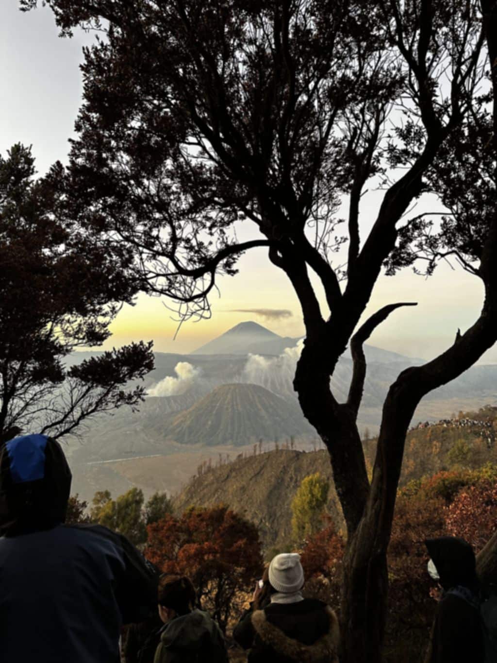 Knoestige boom die Mount Bromo, Batok en Semeru omlijst bij het eerste licht, gezien vanaf een uitzichtpunt op de calderarand, Oost-Java