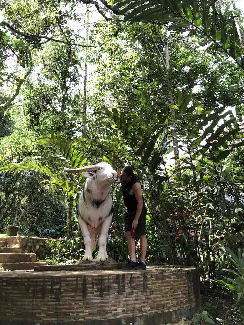 Effigie a grandezza naturale di un tedong bonga, il bufalo albino pezzato della Tana Toraja