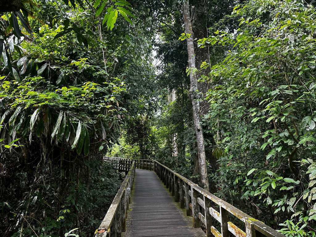Holzsteg durch den Wald zur Fütterungsplattform in Sepilok, Sabah