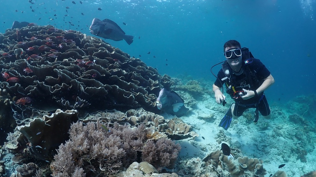 Bumphead parrotfish over the reef in Sabah, Borneo, with a diver alongside