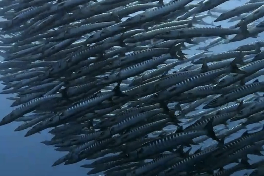 Schwarm Pfeilschwanz-Barrakudas am Barracuda Point, Sipadan, Borneo