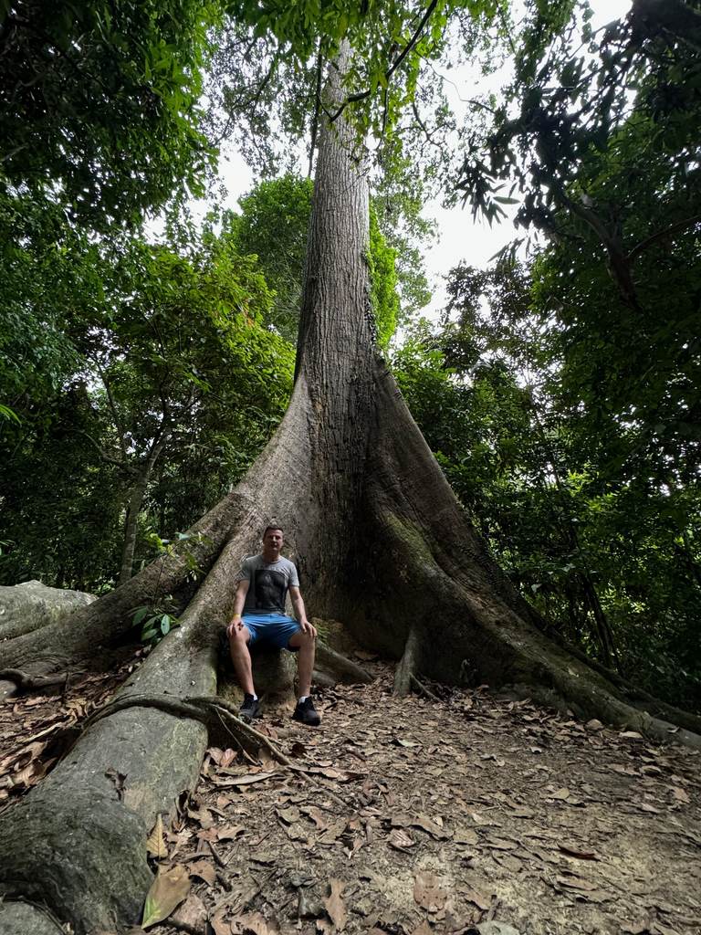 Riesiger Regenwaldbaum mit Brettwurzeln im Rainforest Discovery Centre, Sepilok, mit einer Person als Größenvergleich