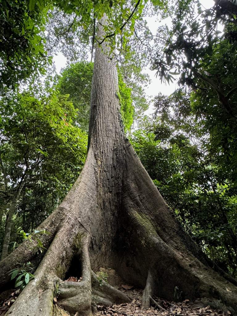 Riesiger Regenwaldbaum mit Brettwurzeln im Waldreservat von Sepilok, Sabah