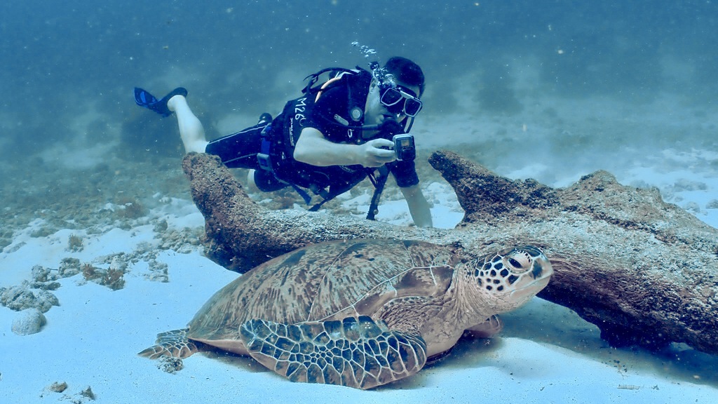 Green sea turtle resting under a fallen trunk in Sabah, Borneo, with a diver behind