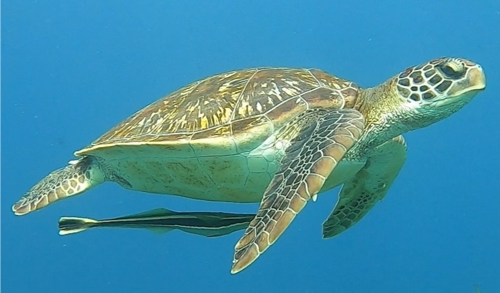 ギリ諸島、甲羅の下にコバンザメを付けて青い海を泳ぐアオウミガメ