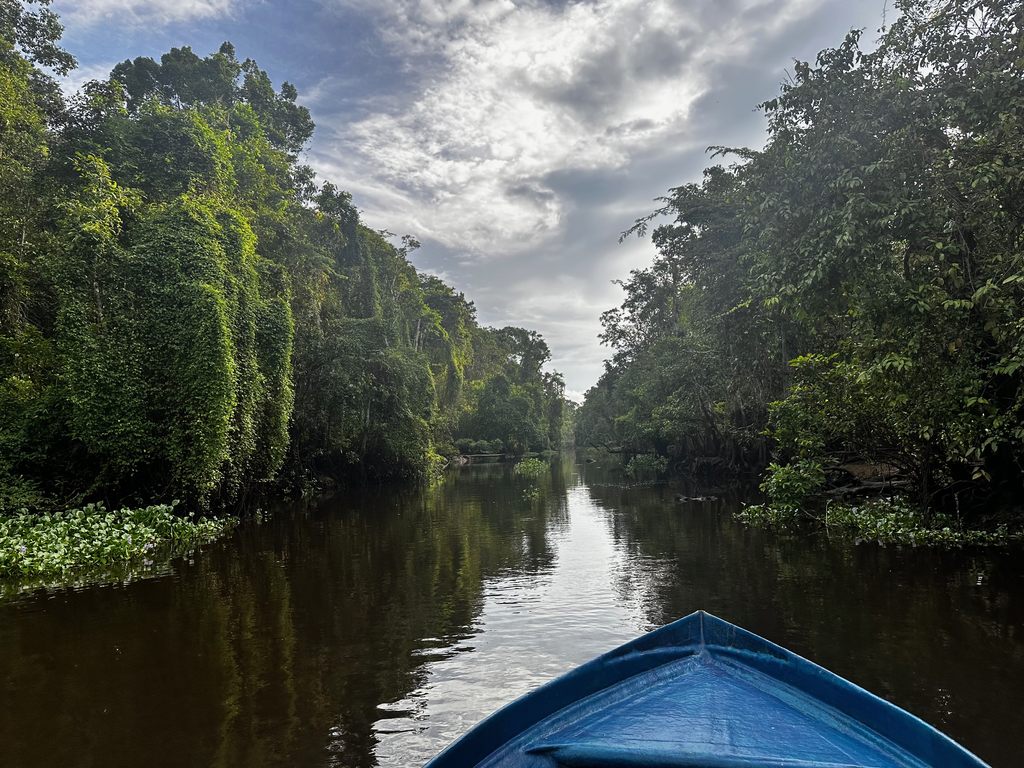 Boot fährt in einen schmalen, bewaldeten Seitenarm des Kinabatangan, Borneo