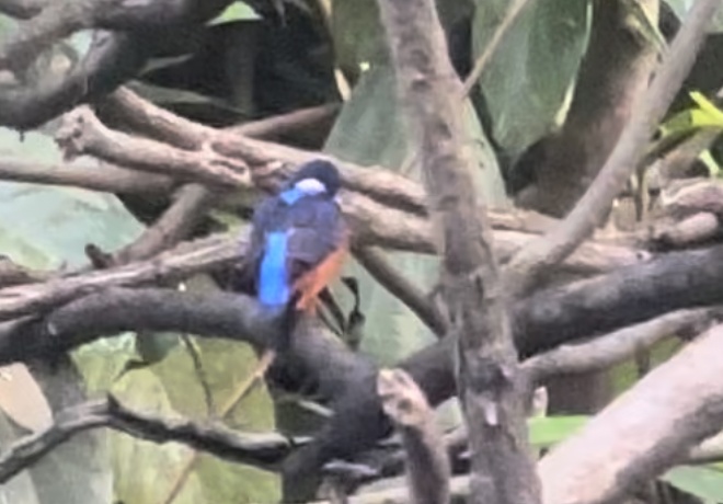 Blauohr-Eisvogel im Geäst über dem Kinabatangan, Borneo