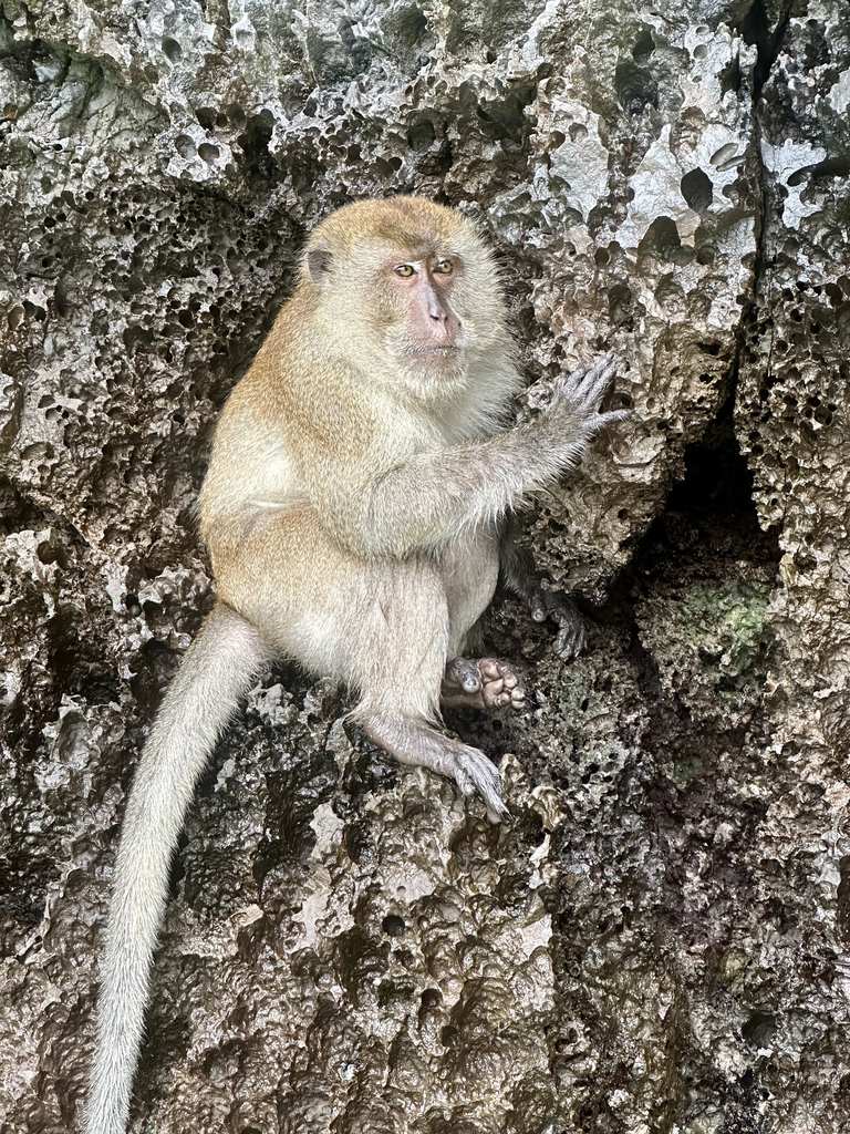 Javaneraffe auf den Felsen am Monkey Beach, Koh Phi Phi
