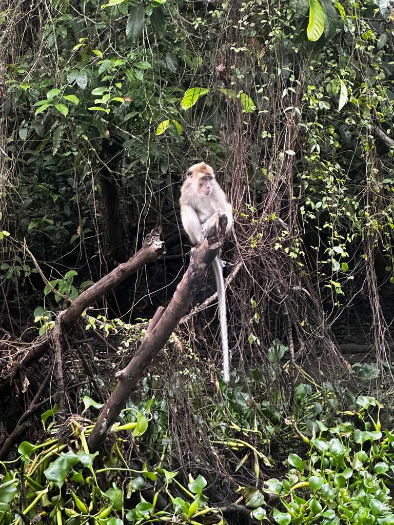 Javaneraffe auf einem kahlen Ast über dem Kinabatangan