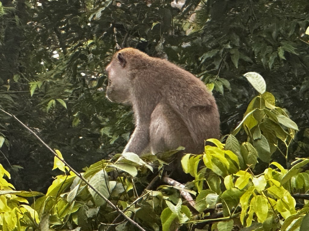Javaneraffe im Ufergrün am Kinabatangan, Sabah