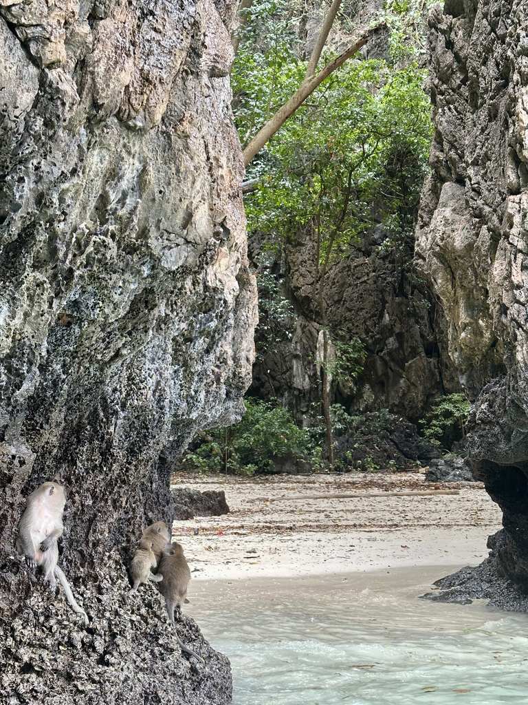 Makaken zwischen den Felsen am hinteren Ende des Monkey Beach, Koh Phi Phi