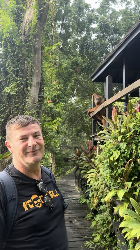 Orang-Utan auf dem Balkongeländer eines Chalets der Sepilok Nature Lodge, Borneo