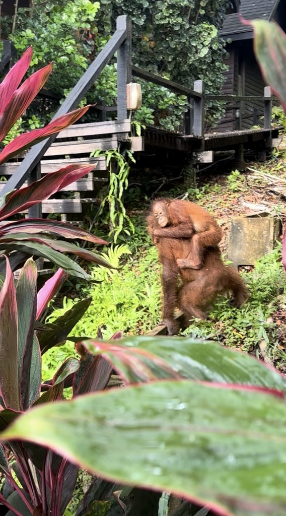 Wild lebendes Orang-Utan-Weibchen mit Jungtier auf dem Rücken in Sepilok, Sabah