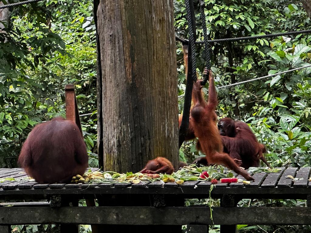 Orang-Utans auf der Fütterungsplattform im Orang-Utan-Rehabilitationszentrum Sepilok, Sabah