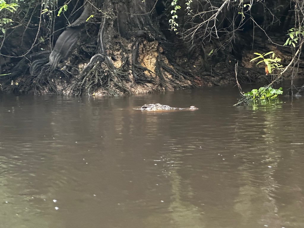 Leistenkrokodil an der Oberfläche des Kinabatangan, Sabah