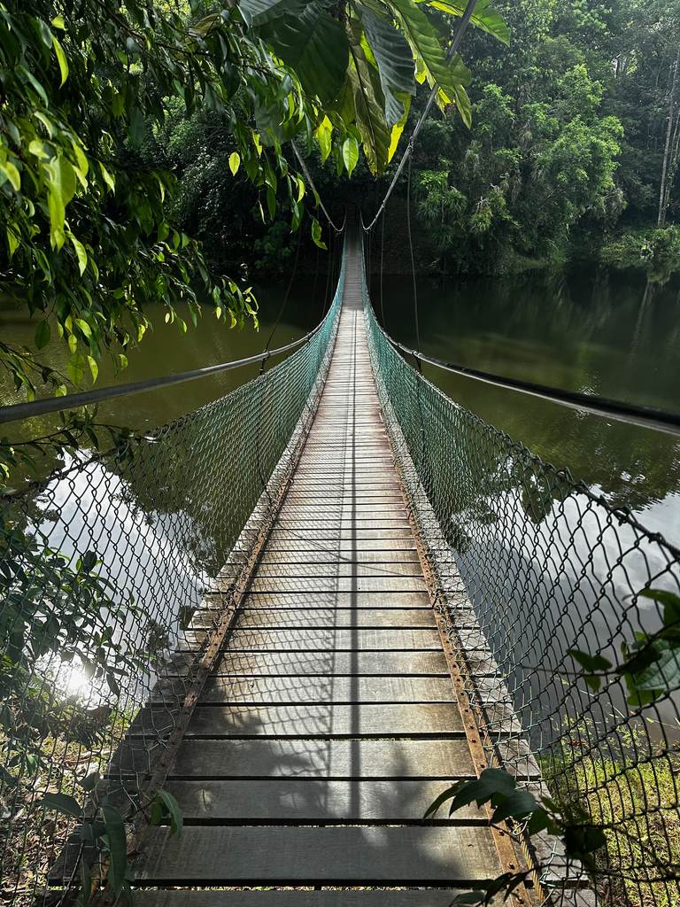 Hängebrücke über den See im Rainforest Discovery Centre, Sepilok