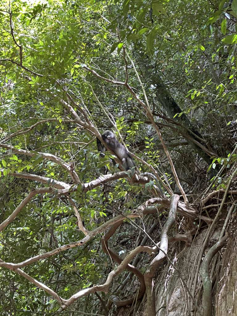 Bindenwaran im Geäst neben einem Weg auf Railay, Krabi