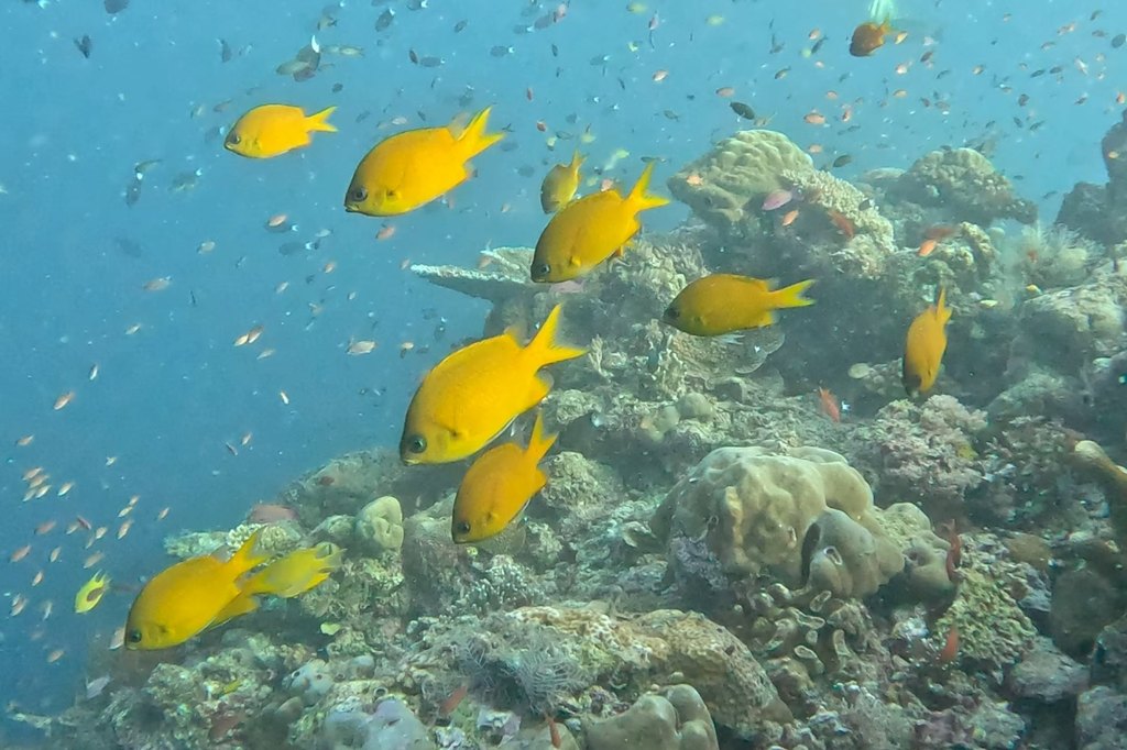 Schwarm gelber Schnapper über der Koralle in Sipadan