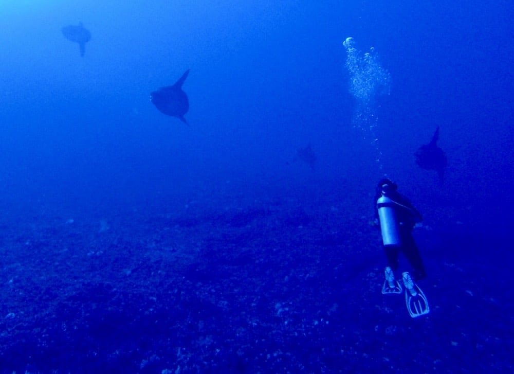 ヌサペニダ島ガマットベイに集まった何匹ものマンボウ