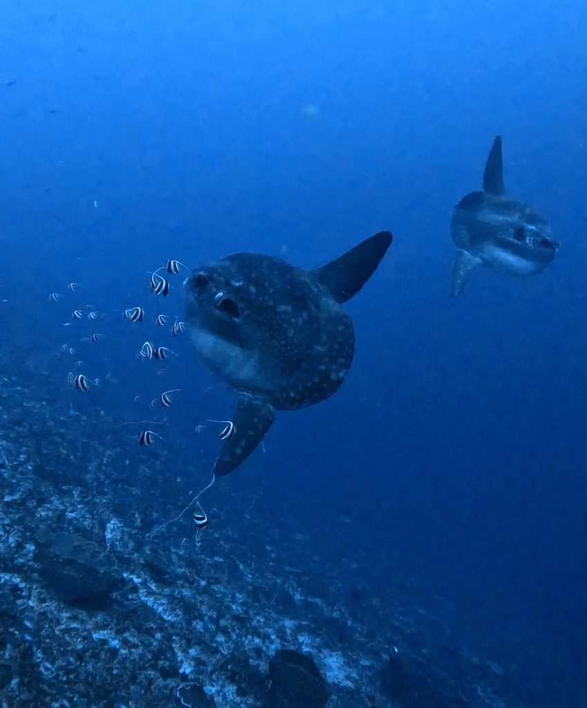 ヌサペニダ島セントゥアルで並んで泳ぐ2匹のマンボウ