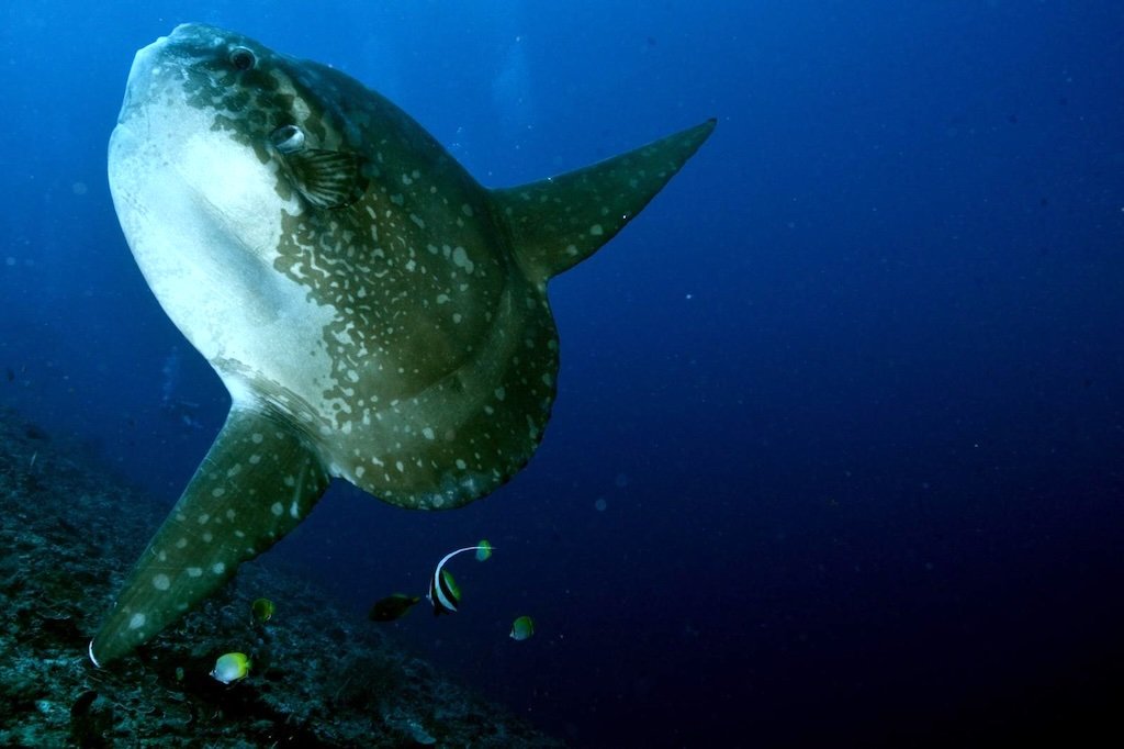 ヌサペニダ島のクリーニングステーションでハタタテダイにクリーニングされるウシマンボウ