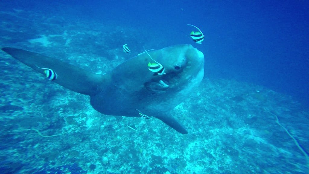 ヌサペニダ島のブルーの中でクリーニングを受けるマンボウ(モラモラ)