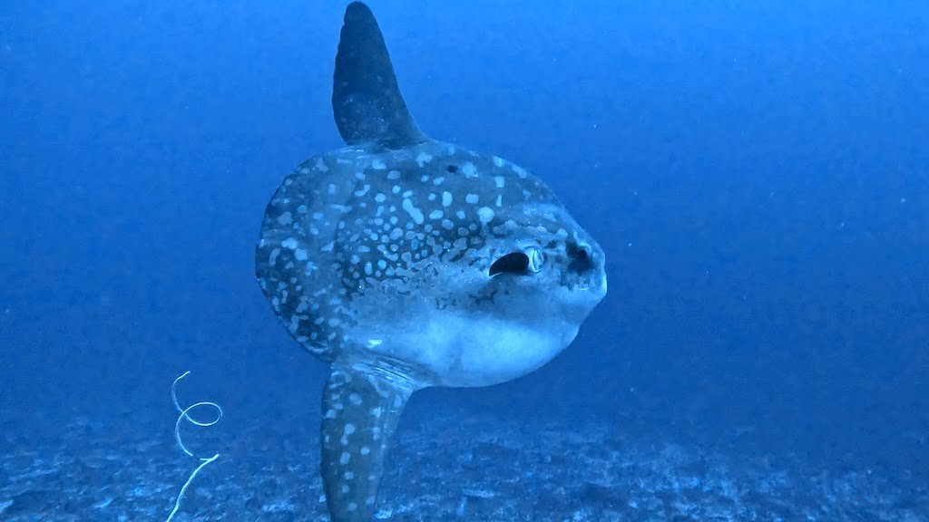 バリ島ヌサペニダ島沖の外洋にいるマンボウ