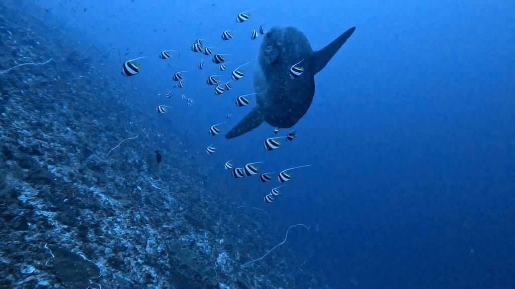 ヌサペニダ島のクリーニングステーションでハタタテダイの群れにクリーニングされるマンボウ