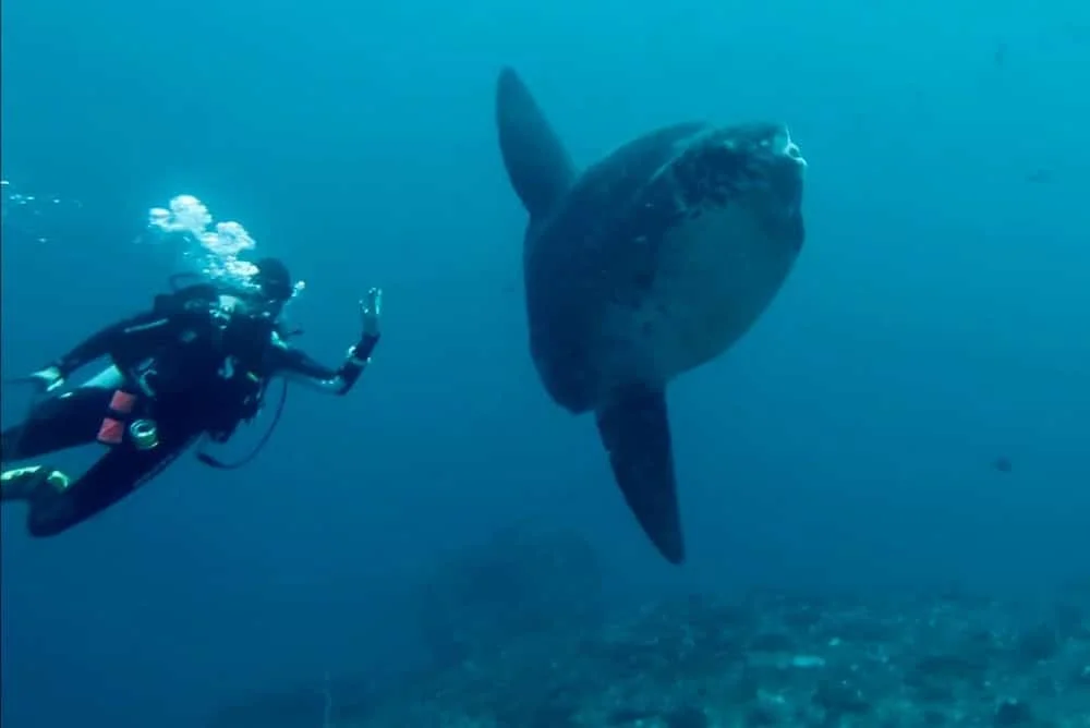 ヌサペニダ島マンタポイントで4匹のマンボウと1枚のマンタを撮影するダイバー