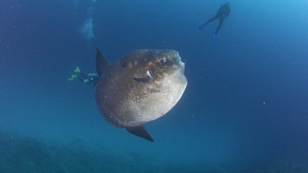 ヌサペニダ島マンタポイントのウォールのそばを泳ぐマンボウ