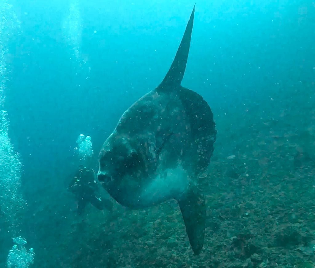 バリ島ヌサペニダ島の水面近くを泳ぐマンボウ